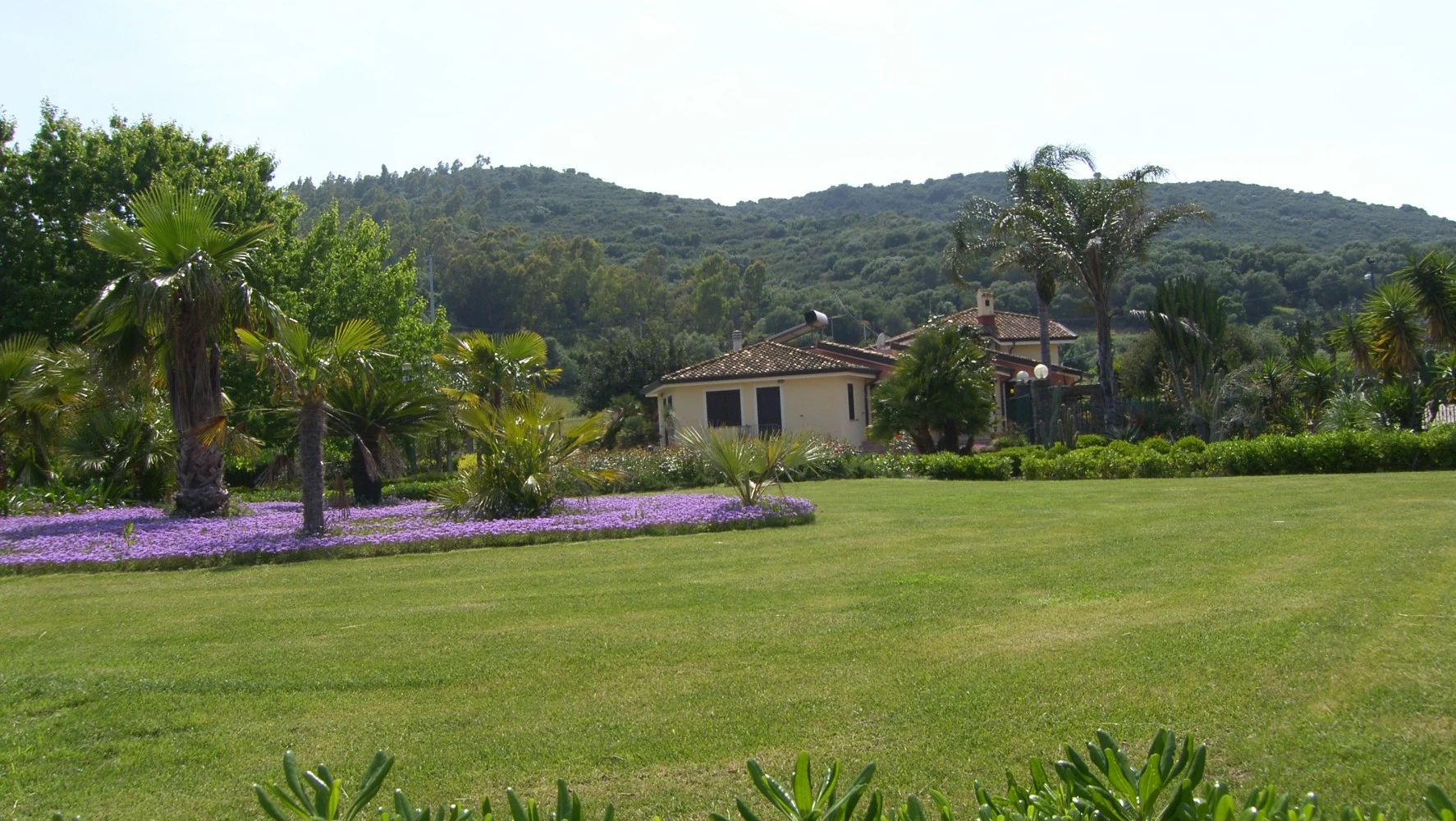 Le More E Le Mimose-2