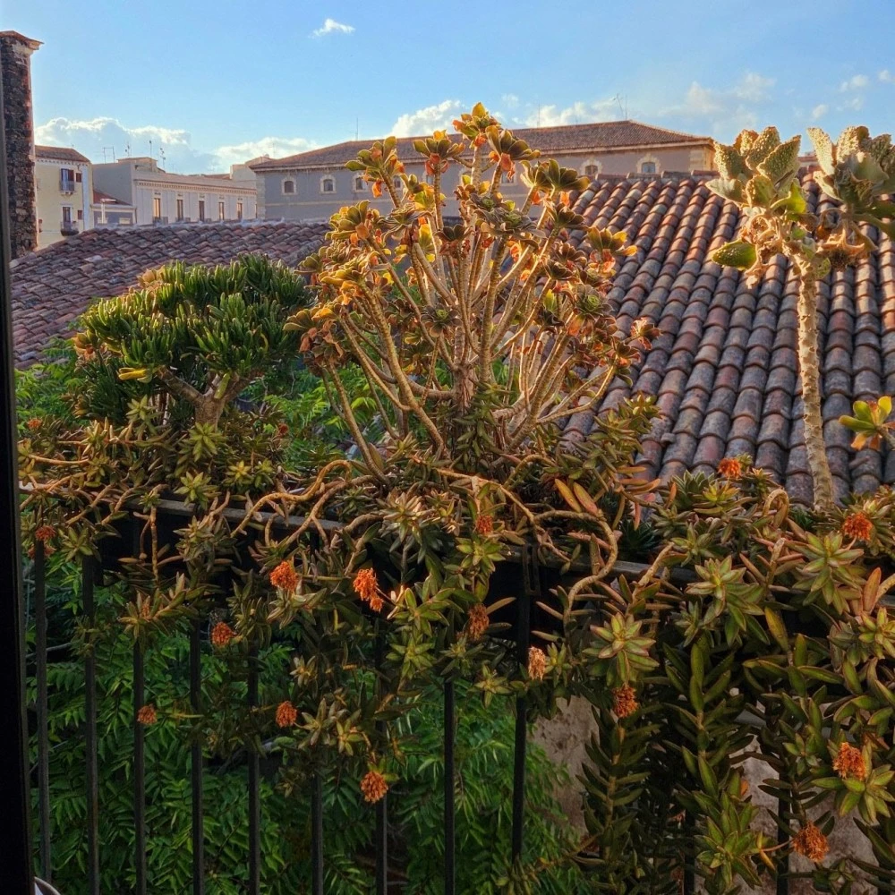 Cutelli House Central-5
