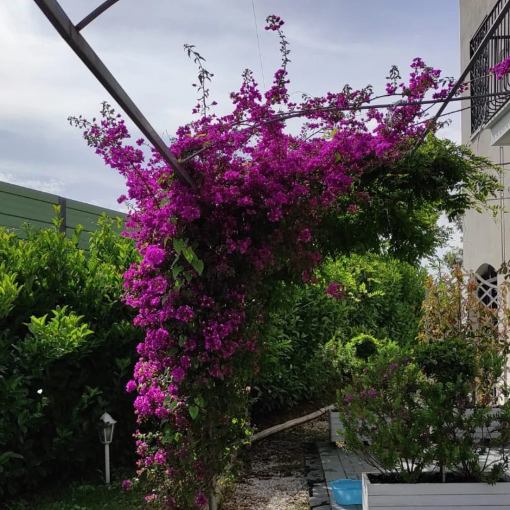 Il Giardino Dei Glicini-2