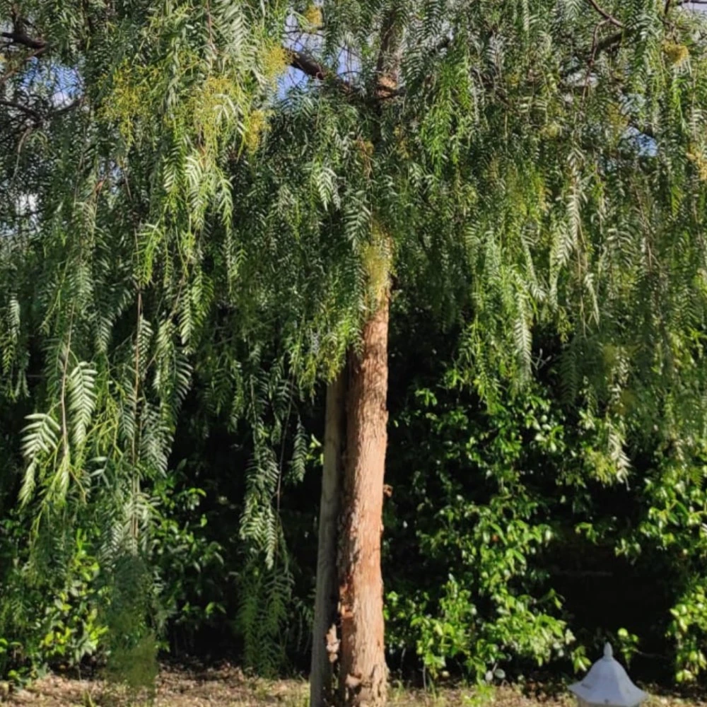 Il Giardino Dei Glicini-5