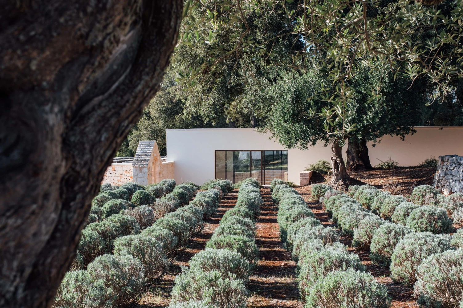 Masseria Barattolo-3