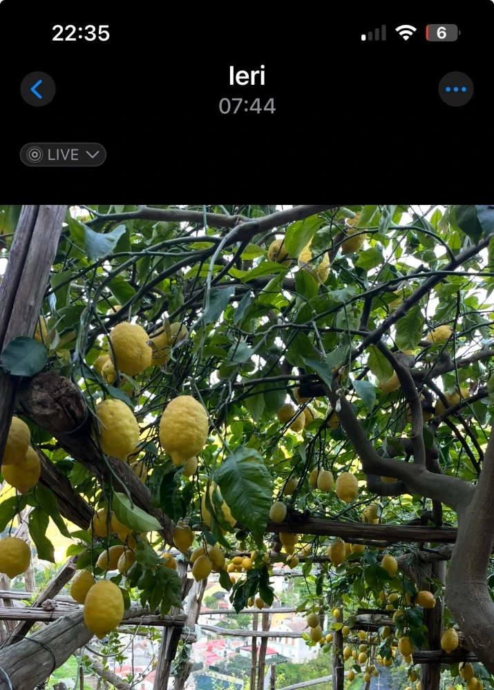 Vincanto-1
