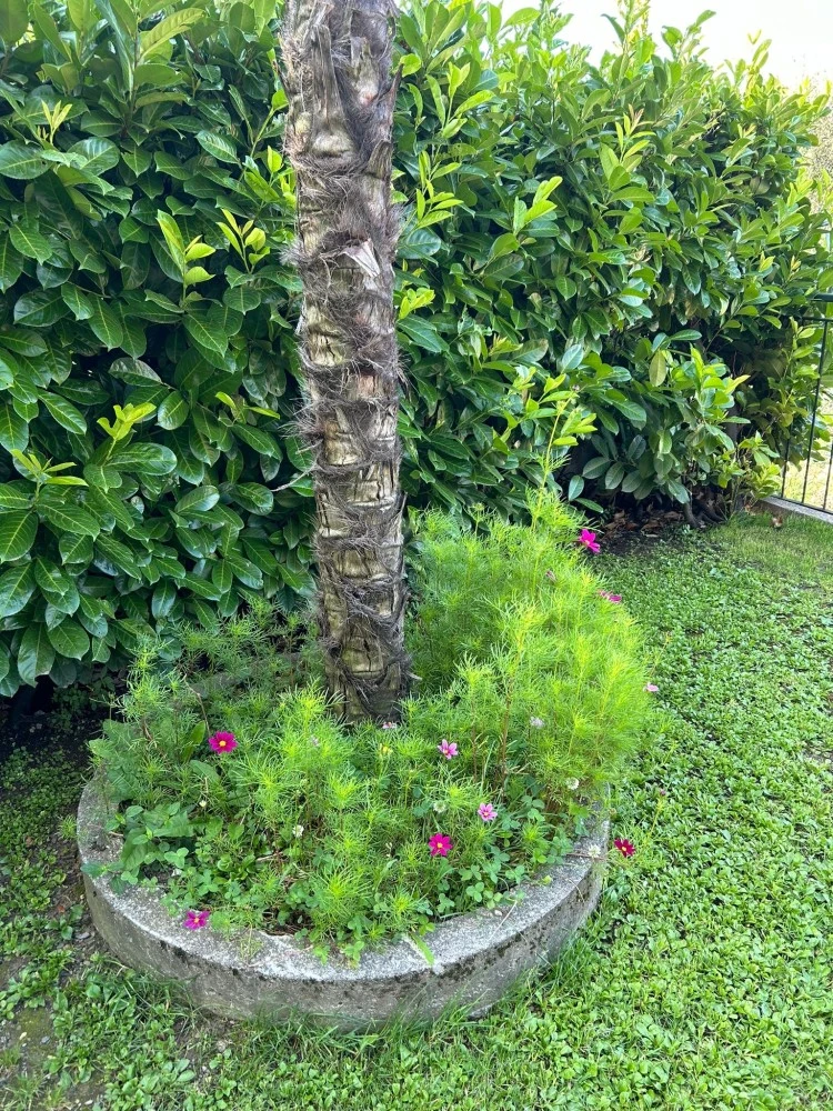 Le Palme House-4