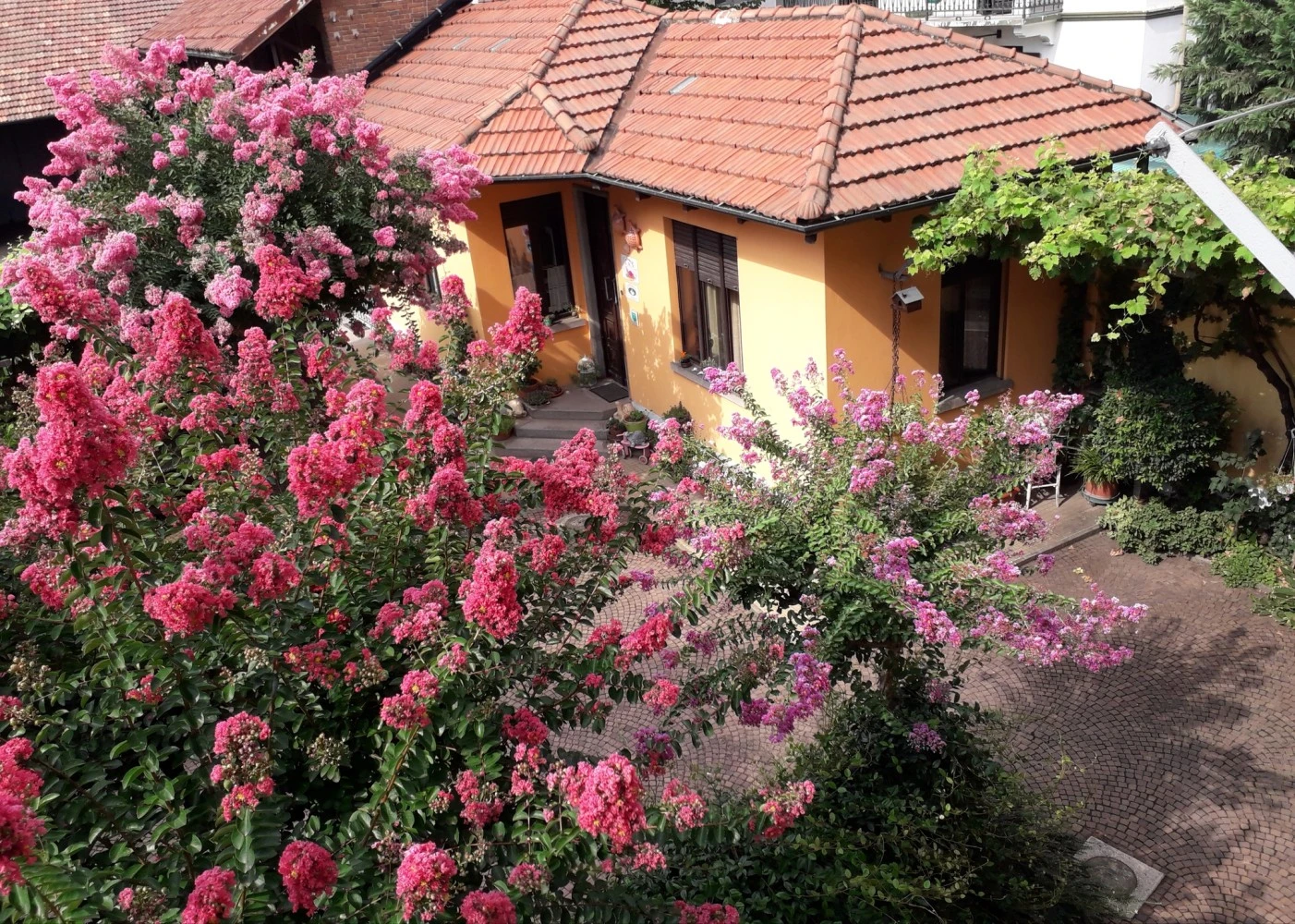 La Tartaruga Reale B&b-3