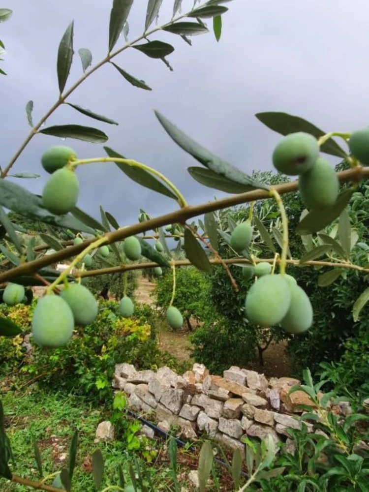 La Casa Degli Ulivi-3