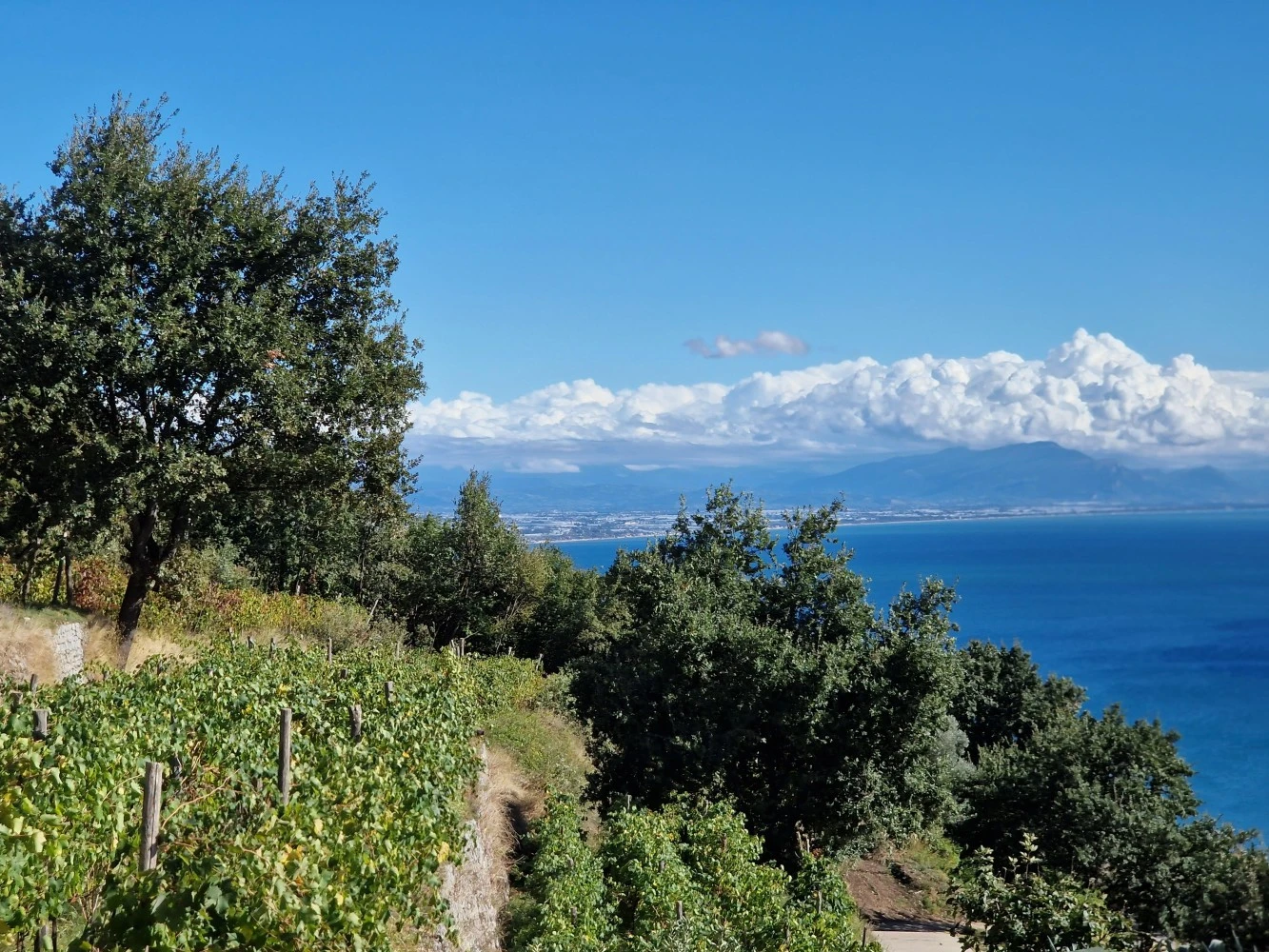 Antica Tenuta Il Trignano-5